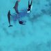 Profepa mantiene vigilancia continua sobre los nueve delfines de Dolphin Connection Cancún y constata los avances en sus condiciones