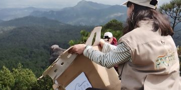 Liberan 33 ejemplares de vida silvestre en el Cerro de las Navajas, Hidalgo