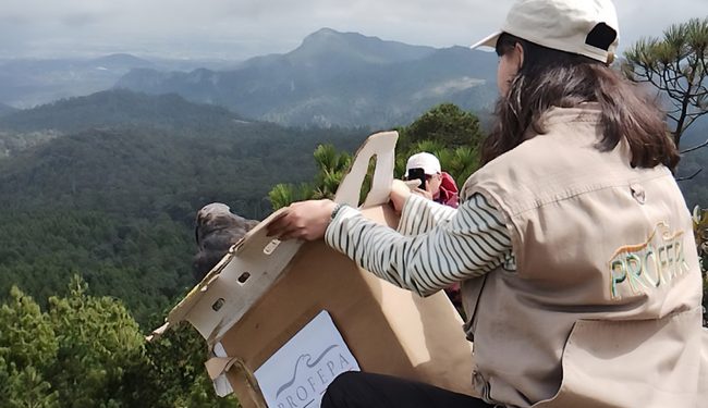 Liberan 33 ejemplares de vida silvestre en el Cerro de las Navajas, Hidalgo